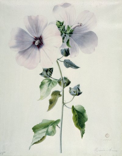 Musk Mallow by Marie Anne